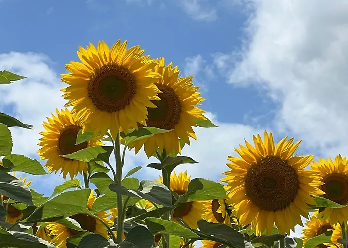 Majellon, A L'ouest Apartament